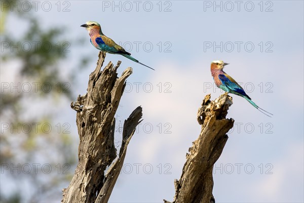 Lilac breasted roller