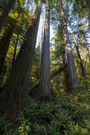 Coast redwoods