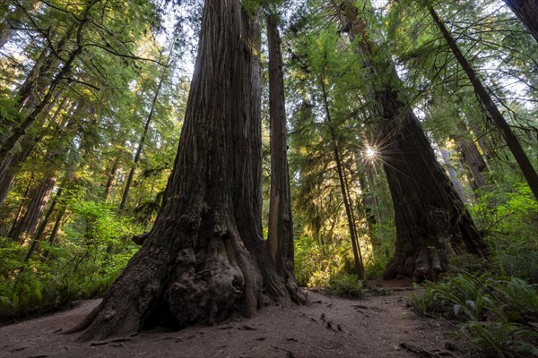 Coast redwoods