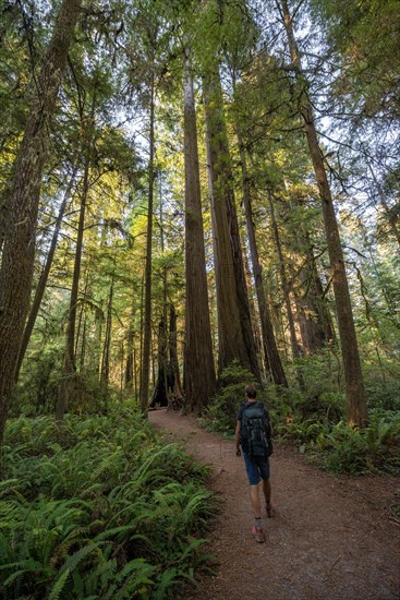 Hiker on trail through forest with coast redwoods