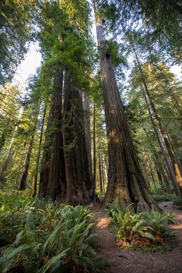 Hiker on trail through forest with coast redwoods