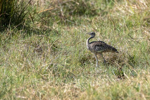 Red-crested korhaan