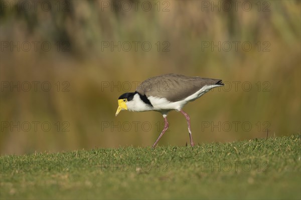 Masked lapwing