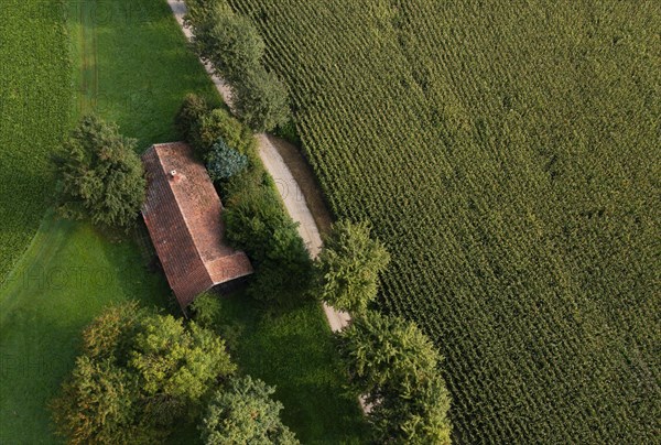 Old house roof in an agricultural landscape with maize field and gravel path from above