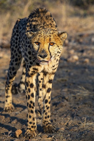 Cheetah