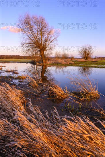 Willow on the Randkanal in Ochsenmoor