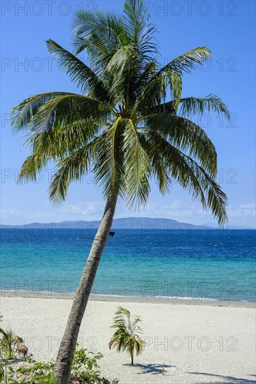 Empty sandy beach without tourists with coconut palm