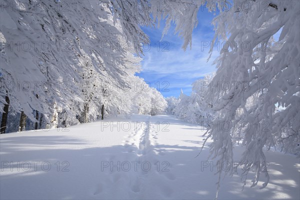 Snowy winter landscape with snowshoe trail