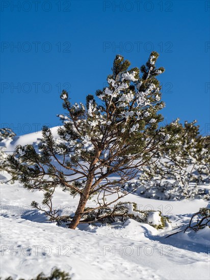 Snow-covered mountain pine