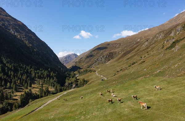 Haflinger on the alpine pasture in the Rofental