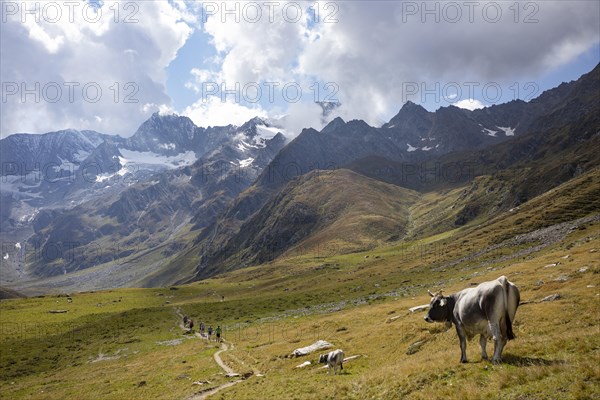 Alpine pasture farming