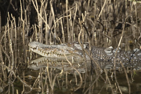 Saltwater crocodile