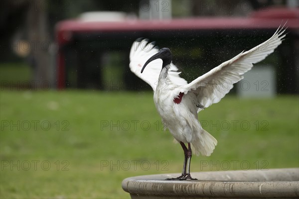 Australian white ibis