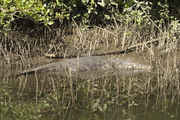 Saltwater crocodile