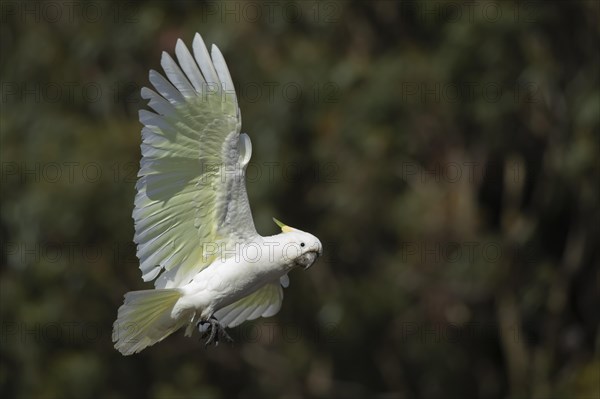 Sulphur-crested cockatoo