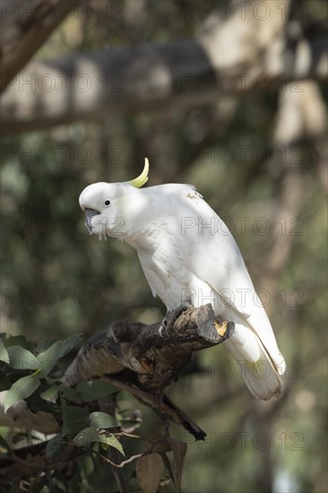 Sulphur-crested cockatoo