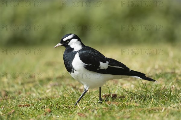 Magpie-lark