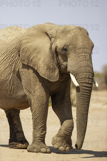 African Elephant