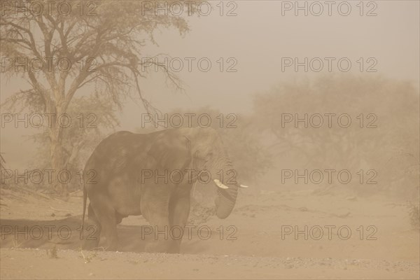 African Elephant