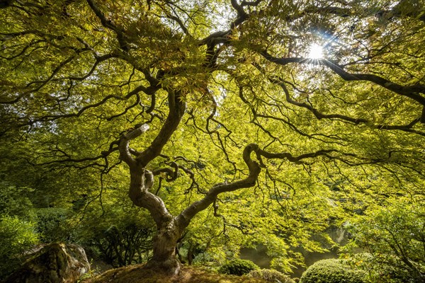 Downy japanese maple