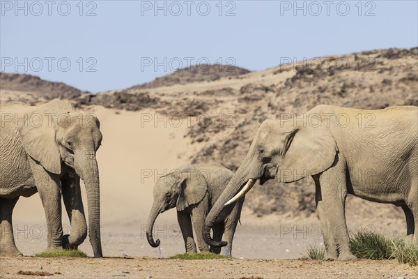 African Elephant