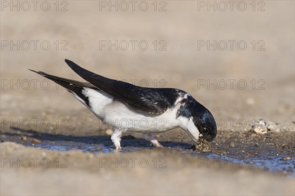 Common house martin