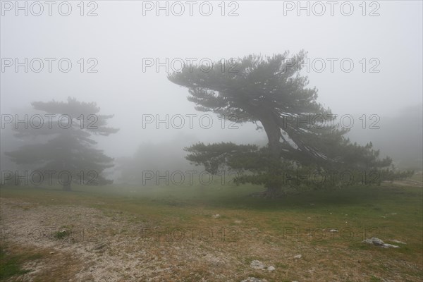 European black pines