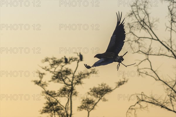 Bateleur