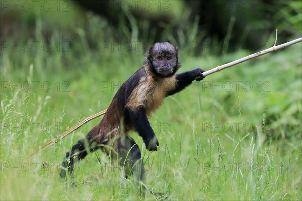 Golden-bellied capuchin