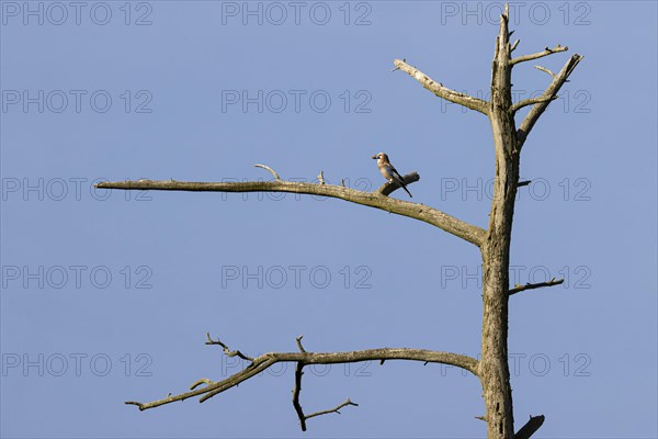 Eurasian jay