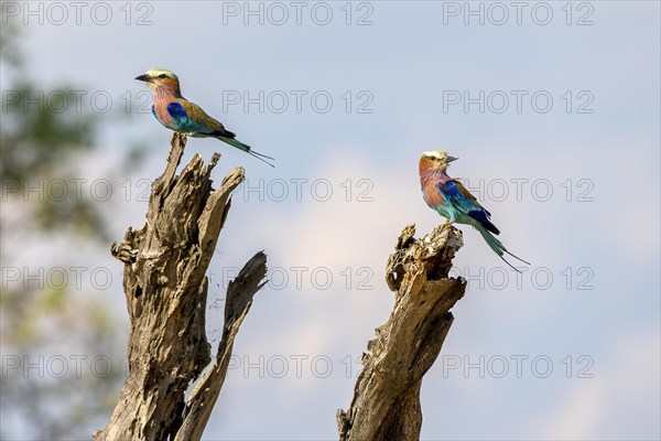 Lilac breasted roller