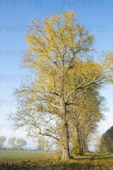 Poplars