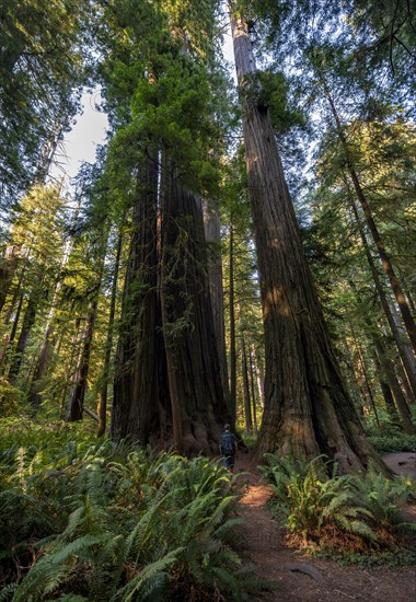 Hiker on trail through forest with coast redwoods