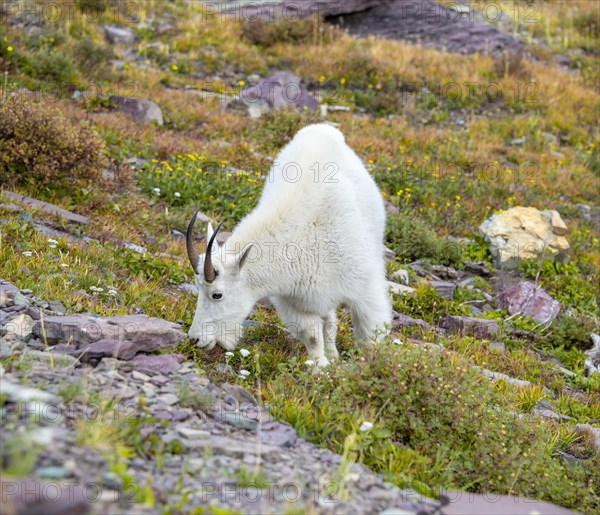 Mountain goat