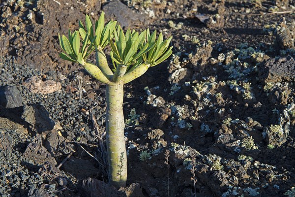 Canary island spurge