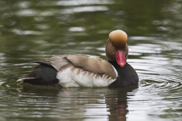 Red-crested pochard