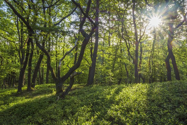 Forest with Sun in Spring