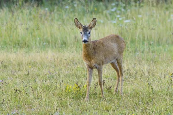 Roe Deer