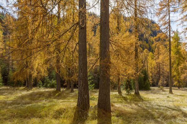 Beautifully colored larches near Cortina d'Ampezzo