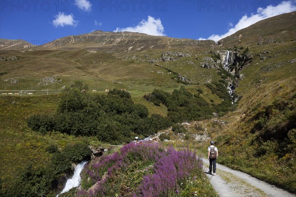 Hikers walking on the alpine pastures in the Rofental