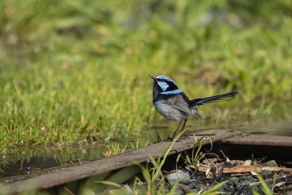 Superb fairy-wren