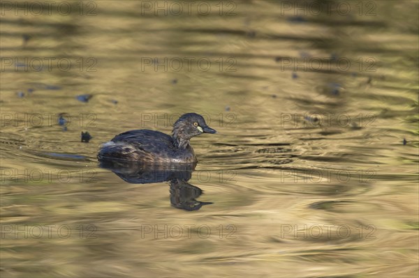 Australasian grebe