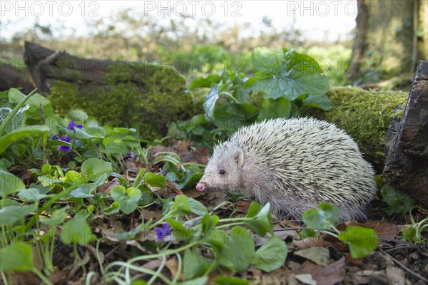 European Hedgehog