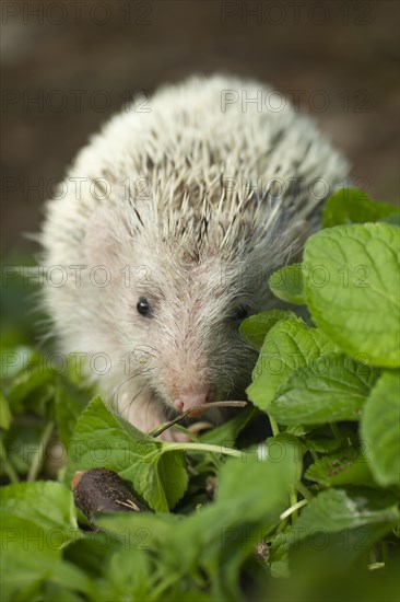 European Hedgehog