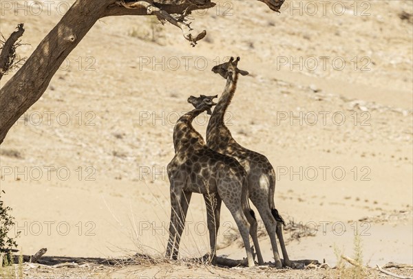 Angolan Giraffe