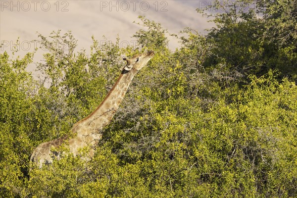 Angolan Giraffe