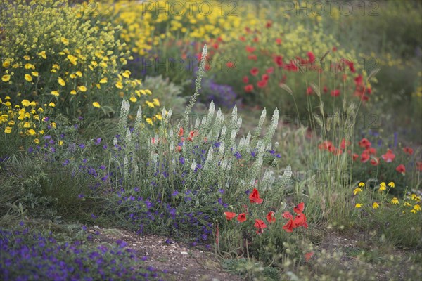 Poppy flowers