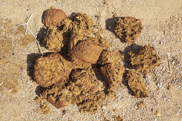 Elephant dung in the dry bed of the Ugab river