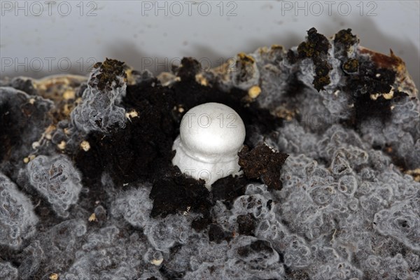 White horse mushroom