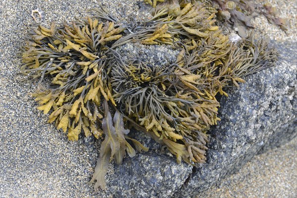 Spiral wrack